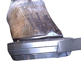 Colleoni Mascalcia Digital Extension