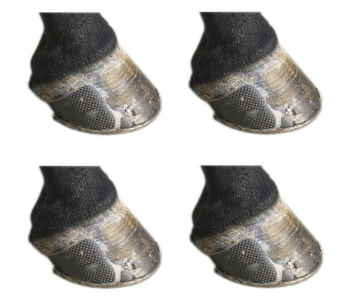 Chiudi setole Setole al carbonio VetOell HSP Support_1