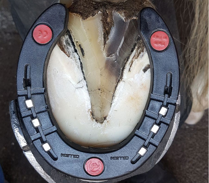 Colleoni TRIPUDIO Gomma Front 3_4