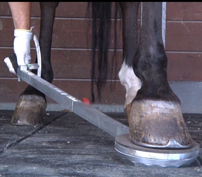 Colleoni Mascalcia Digital Extension_1